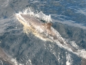 delfin2